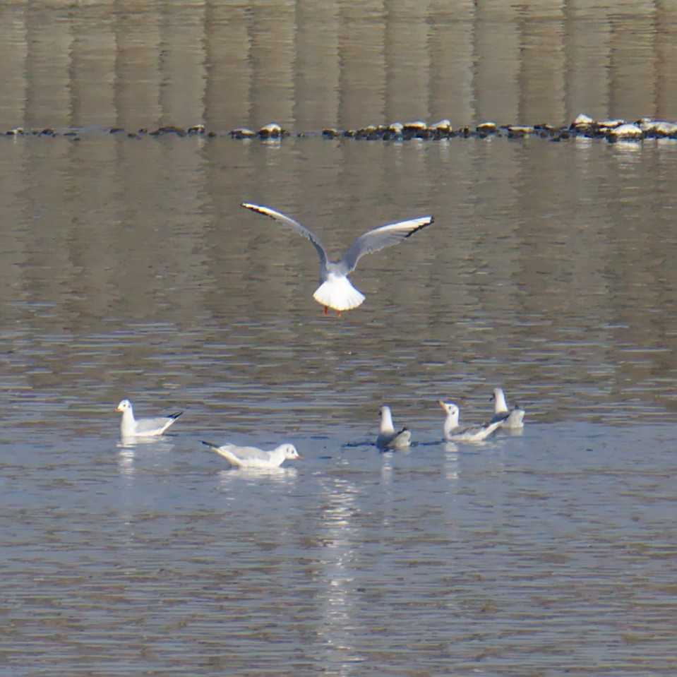 Black-headed Gull