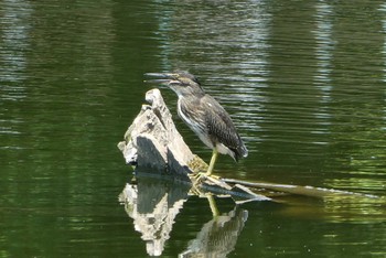 2022年7月31日(日) 都立浮間公園の野鳥観察記録