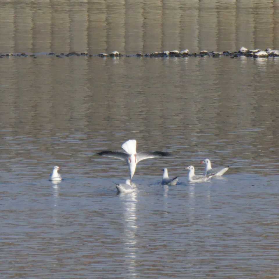 Black-headed Gull