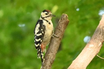 Great Spotted Woodpecker Makomanai Park Fri, 8/5/2022