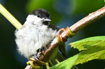 Willow Tit Makomanai Park Fri, 8/5/2022