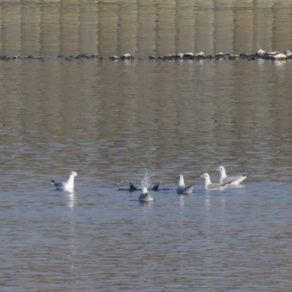 Black-headed Gull