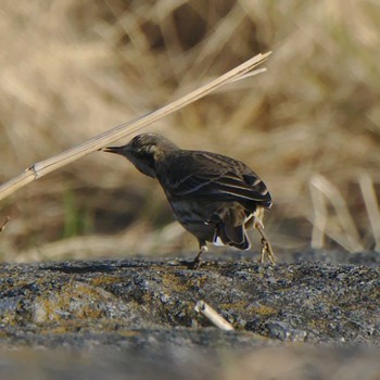 Water Pipit 多摩川二ヶ領宿河原堰 Sun, 1/21/2018