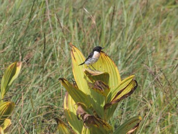 Amur Stonechat 八島湿原(八島ヶ原湿原) Tue, 8/2/2022