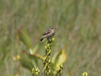 Amur Stonechat 八島湿原(八島ヶ原湿原) Tue, 8/2/2022