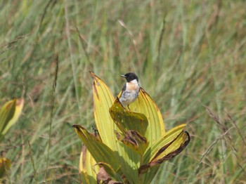 Amur Stonechat 八島湿原(八島ヶ原湿原) Tue, 8/2/2022