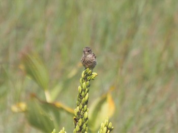 Amur Stonechat 八島湿原(八島ヶ原湿原) Tue, 8/2/2022