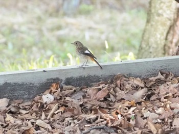 Daurian Redstart Mt. Yatsugatake(neaby Pension Albion) Wed, 8/3/2022