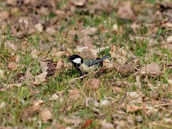 シジュウカラ 大阪城公園 撮影日未設定