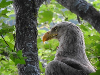 2022年7月29日(金) 本別町 本別公園の野鳥観察記録