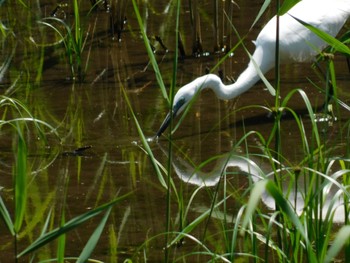 Great Egret Kitamoto Nature Observation Park Wed, 5/4/2022