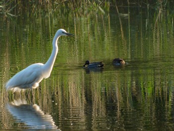 Great Egret Kitamoto Nature Observation Park Thu, 5/5/2022