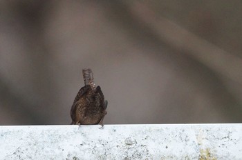 ミソサザイ 早戸川林道 2018年1月21日(日)