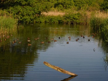 コガモ 北本自然観察公園 2022年5月5日(木)