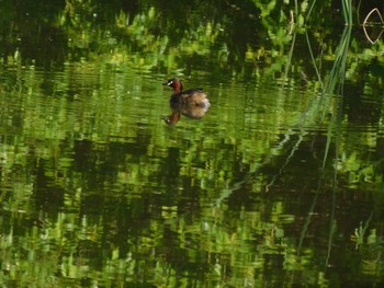 Little Grebe Kitamoto Nature Observation Park Thu, 5/5/2022