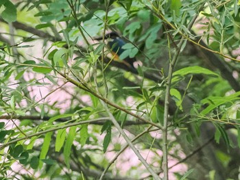 2022年8月4日(木) 福井緑地(札幌市西区)の野鳥観察記録