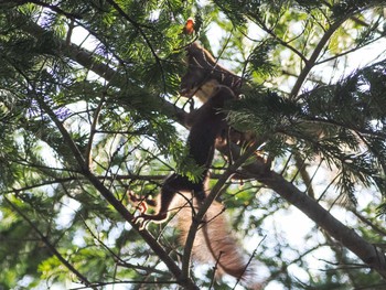 2022年8月5日(金) 福井緑地(札幌市西区)の野鳥観察記録