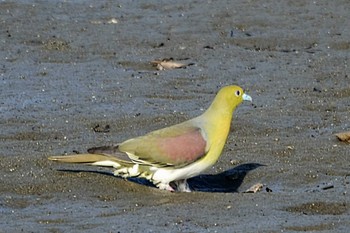 2022年7月24日(日) 富岡並木ふなだまり公園の野鳥観察記録