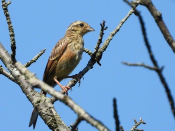 Meadow Bunting 秩父 Tue, 7/20/2021