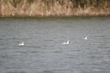 ミコアイサ 牧野が池公園 2018年1月21日(日)