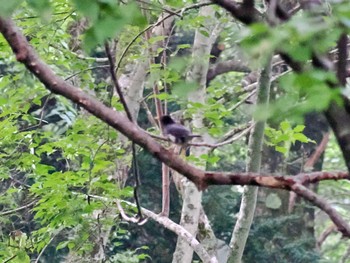 クロツグミ 戸隠森林植物園(戸隠森林公園) 2022年8月3日(水)