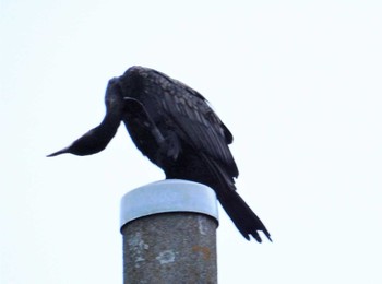 2022年8月6日(土) 平和の森公園、妙正寺川の野鳥観察記録