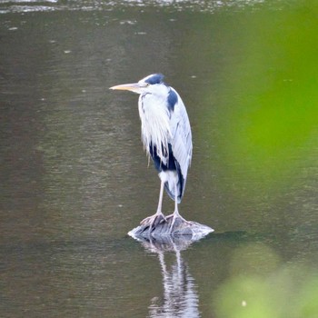 Grey Heron Nishioka Park Sat, 8/6/2022