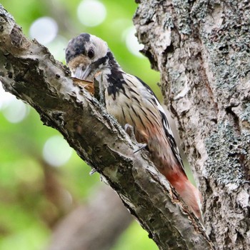 White-backed Woodpecker Nishioka Park Sat, 8/6/2022