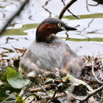 Little Grebe Nishioka Park Sat, 8/6/2022