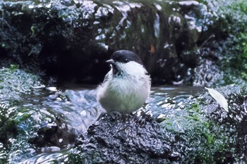 Willow Tit 大洞の水場 Sat, 7/30/2022