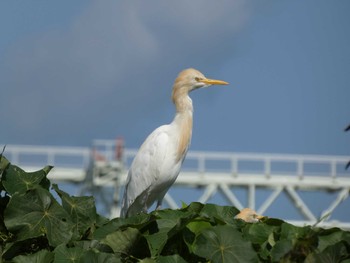 2022年4月4日(月) 石垣島の野鳥観察記録