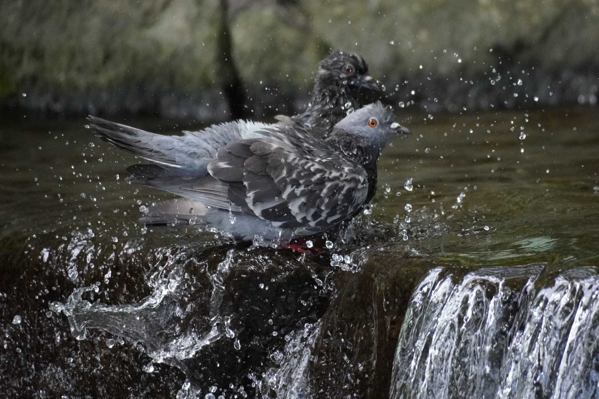 上野恩賜公園 カワラバトの写真 by どばと