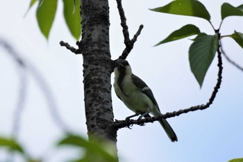 シジュウカラ 上野恩賜公園 2022年7月5日(火)