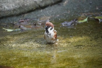 スズメ 上野動物園 2022年7月5日(火)