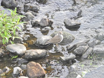 イソシギ 入間川(狭山大橋付近) 2022年7月9日(土)