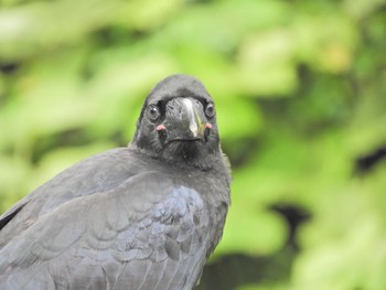 ハシブトガラス 智光山公園 2022年7月9日(土)