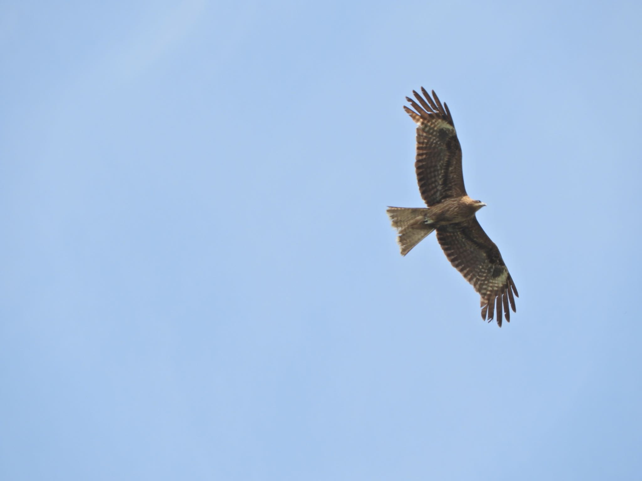 Black Kite