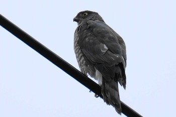 Japanese Sparrowhawk 東京都品川区 Sat, 8/6/2022