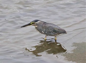 2022年8月6日(土) 土留木川河口(東海市)の野鳥観察記録