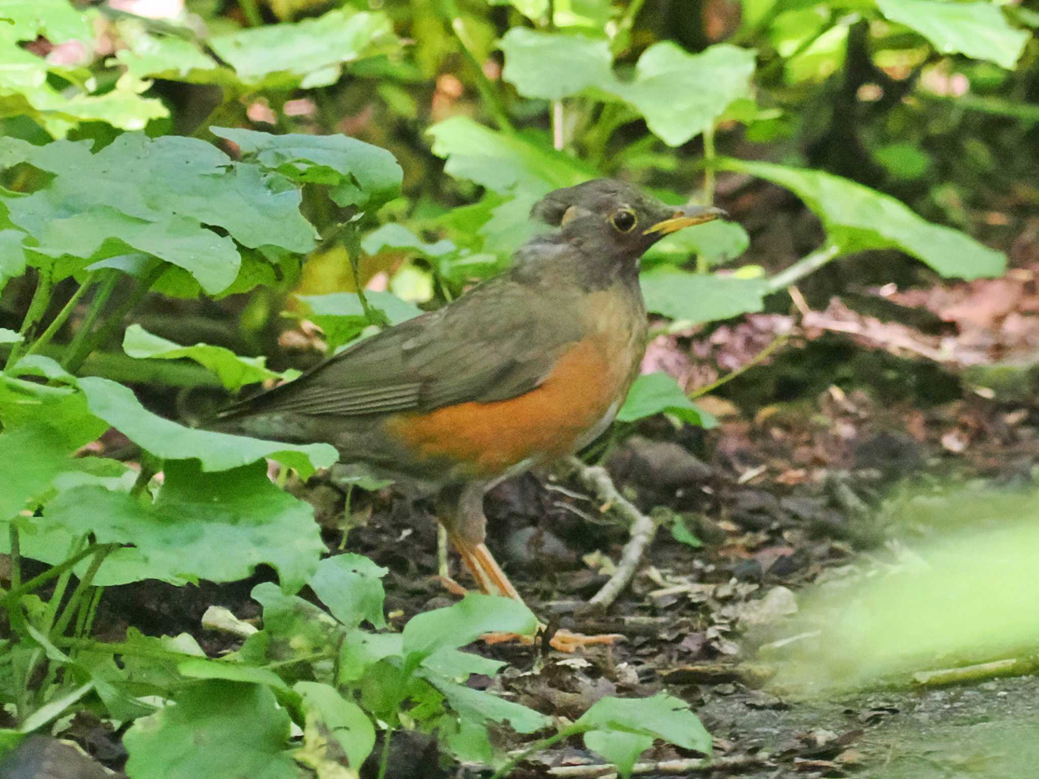 戸隠森林植物園(戸隠森林公園) アカハラの写真 by 藤原奏冥