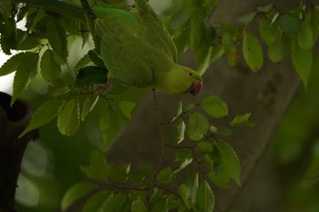 Indian Rose-necked Parakeet 横浜市 Sat, 8/6/2022