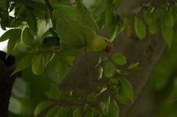 ワカケホンセイインコ 横浜市 2022年8月6日(土)