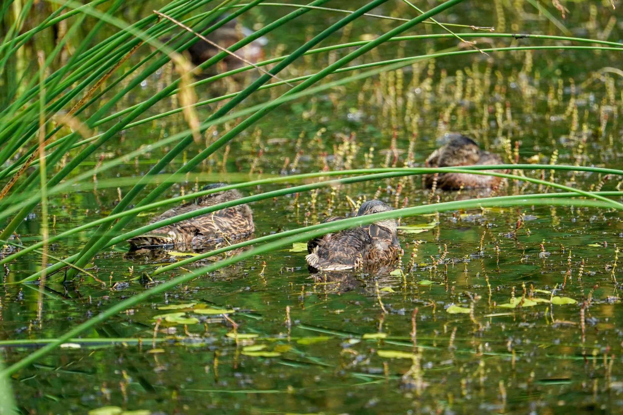 マガモ