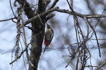 2018年1月21日(日) 早戸川林道の野鳥観察記録