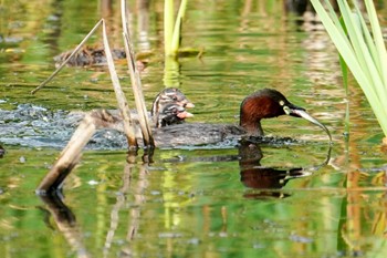 2022年8月6日(土) 五天山公園(札幌市西区)の野鳥観察記録