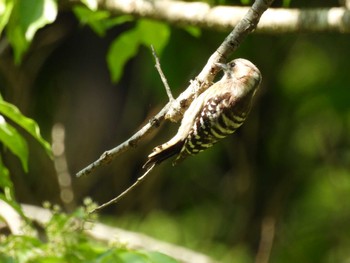 Japanese Pygmy Woodpecker Kitamoto Nature Observation Park Wed, 5/4/2022