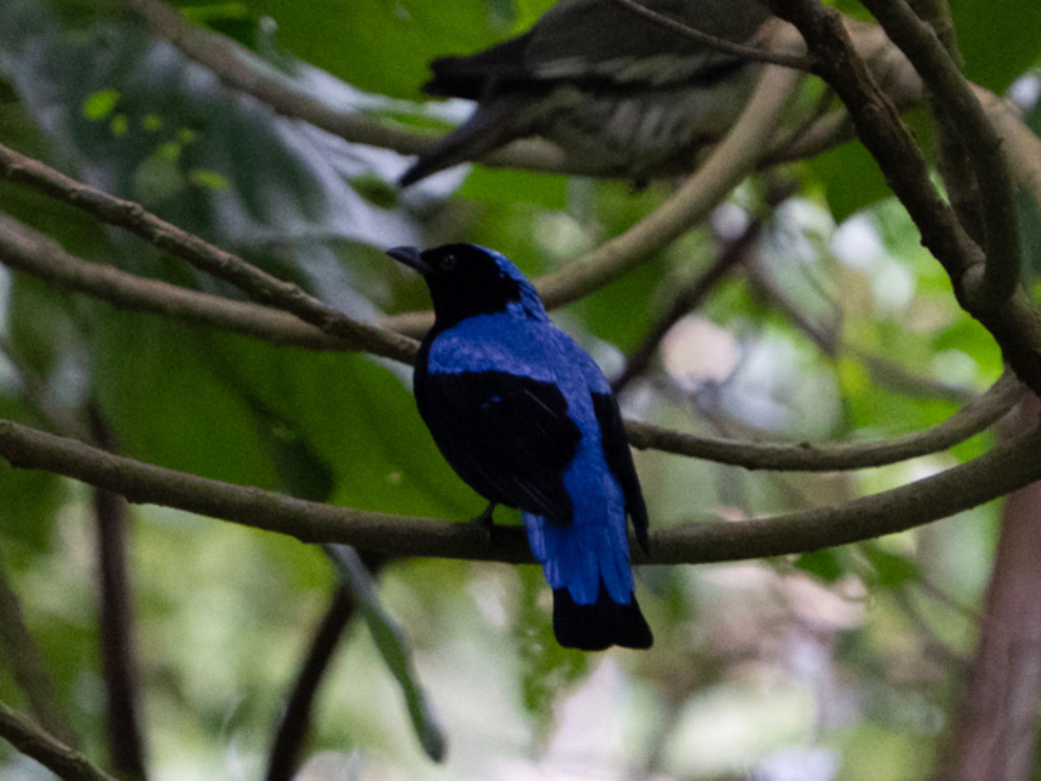 デイリーファーム自然公園 (Singapore) ルリコノハドリの写真 by T K