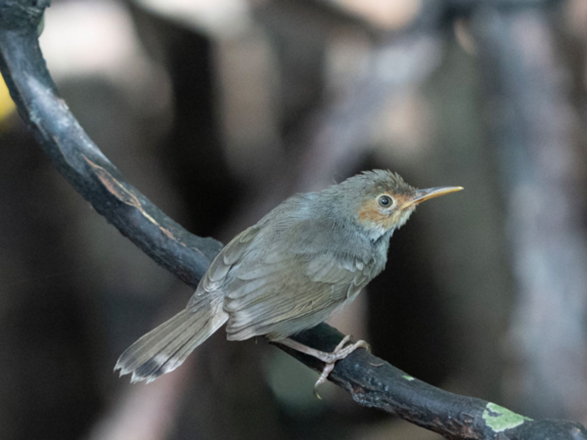 Sungei Buloh Wetland Reserve アカガオサイホウチョウの写真 by T K