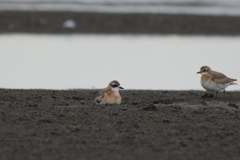 Siberian Sand Plover Sambanze Tideland Sat, 8/6/2022