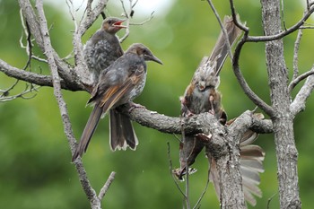 Brown-eared Bulbul Nagahama Park Sat, 8/6/2022